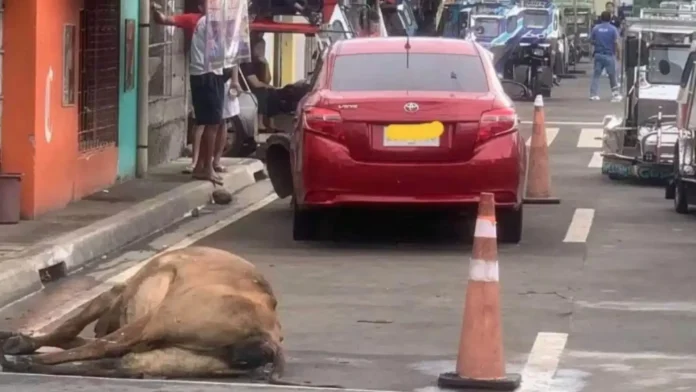 sadiri-kan-baka-nasangkot-aksidente-banwaan-nin-pili-padagos-pang-pinaghahanap-driver-posibling-makaskas-padalagan-kan-behikulo