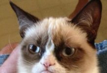 ‘Superstar’ na si Grumpy Cat, pumanaw na Grumpy Cat