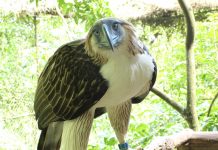 2 Phl eagle, ibabiyahe sa Singapore sa June 4; sasailalim sa 10-yr wildlife loan agreement Ph eagle named Sambisig