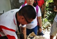 Patay na baby dolphin, isinailalim sa autopsy ng BFAR baby spinner dolphin BFAR