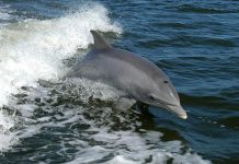 Napadpad na patay na dolphin sa Florida, puno ng plastic ang tiyan bottlenose dolphin
