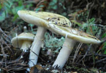 5 miyembro ng pamilya, nalason sa inulam na kabute sa La Union Poison mushroom