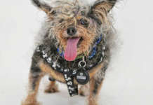 Rescued dog kinilala bilang ‘World’s Ugliest Dog’ Scamp the Tramp