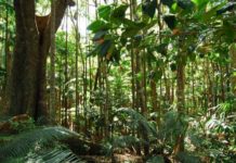 Mas mabilis ang extinction ng plant species kaysa sa mga hayop – study plants