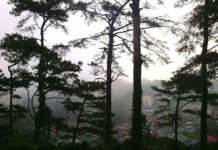 Pag-imbentaryo sa mga pine trees sa Baguio City, ipinag-utos PINE TREE