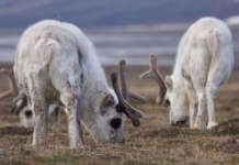 200 reindeer sa Norway patay dahil sa labis na kagutuman Reindeer