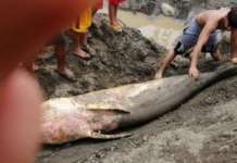Sperm whale na may plastik sa tiyan, napadpad sa coastal road ng Davao sperm whale davao