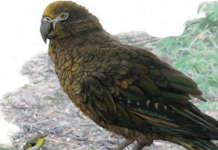 Ancient giant parrot, nadiskubre sa New Zealand Giant Parrot