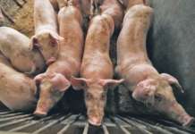 ‘Ilang areas lang sa Rizal at Bulacan ang inilagay sa ‘outbreak level’ ng African swine fever’ – BAI alagang baboy