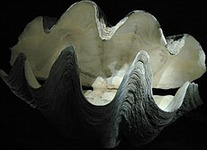 P28-M na 7 tonelada na giant clams nakumpiska sa Negros Occidental giant clam