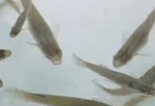 5-K mosquito fish vs dengue, ni-request ni Gov. Chiz – BFAR mosquito fish