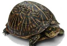 13 kgs. na pawikan aksidenteng nalambat ng mga mangingisda turtle