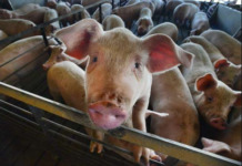 Solon blames pork smuggling on ASF outbreak in Phl ASF