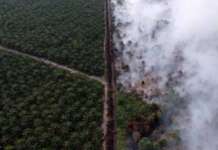 ‘Smaze’ mula Indonesia pinangangambahan na ring pumasok ng PH – Pagasa cropped Indonesia Foredt Fire