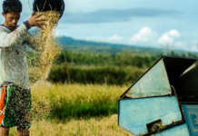 Importasyon ng bigas layon ng Department of Agriculture, dahil sa Bagyong Karding cropped farmers 1