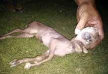 Kambing na itsurang ‘cyclops,’ agaw pansin sa Koronadal cyclops Koronadal