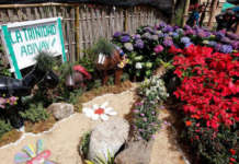 14th Benguet Adivay Festival, pinananabikan na Adivay Festival