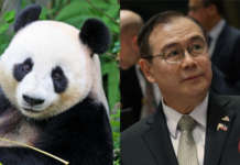 Alok na panda para sa PH, tinanggihan ni DFA Sec. Locsin panda locsin