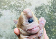 Cyclops puppy sa Iloilo pinagkaguluhan sa social media puppy cyclos