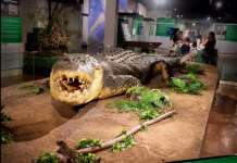 Pinamalaking buwaya na nasa national museum, babawiin na ng Agusan prov’l gov’t Lolong2