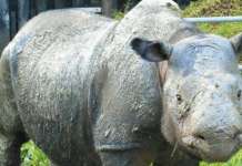 Huling Sumatran rhino sa Malaysia, pumanaw na iman sumatran rhino