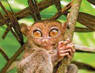Tarsiers nagsilabasan, DENR nagbabala sa mga humuhuli sa mga endangered species Tarsiers