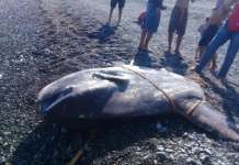 Higit 250 kilos na ocean sunfish napadpad sa karagatan ng La Union sunfish 2