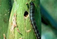 Pananim na mais Kidapawan City sinalanta ng peste Armyworm