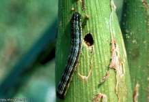 Malawakang pananalasa ng peste sa mga pananim na mais, ikinabahala sa Kidapawan Armyworm1