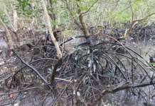 Mangroves sa Guimaras, 100% nang apektado ng oil spill – biologist mangroves guimaras