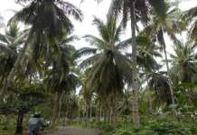 Produksyon ng coconut sugar sa North Cotabato hiling na palakasin Coconut 1