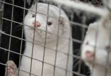 DOH: ‘COVID-19 mutation sa hayop na mink, pet animals patuloy na pinag-aaralan’ Mink