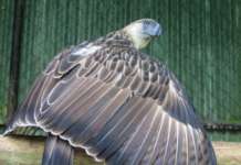 Philippine eagle icon Pag-asa, pumanaw na: ‘fatal raptor disease’ PAGASA Eagle PEF