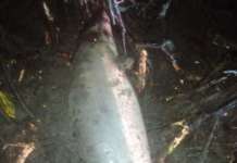Pagka-stranded ng 25 dolphin sa CamSur, dahil sa dynamite fishing? fraser dolphin