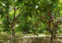 Bukidnon, Ifugao cacao farmers nakatanggap ng tulong mula sa DOST Cacao Farm Guide