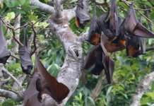 ALAMIN: May kinalaman ba ang mga paniki sa pagkalat ng COVID-19? BATS FFF FRIENDS OF FLYING FOXES PH