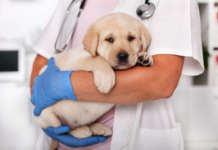 Ingatan mga alagang tuta vs parvovirus – vet sa Sorsogon tuta