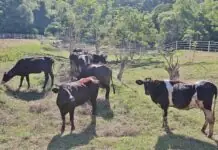 Kauna-unahang kaso ng Shamonda virus sa tao, naitala sa France; pasyente, nasawi