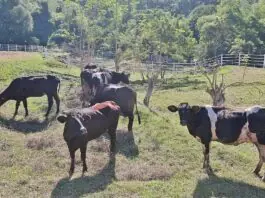 Kauna-unahang kaso ng Shamonda virus sa tao, naitala sa France; pasyente, nasawi