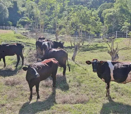 Kauna-unahang kaso ng Shamonda virus sa tao, naitala sa France; pasyente, nasawi