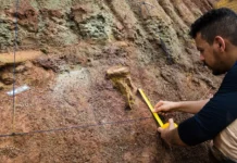 Bagong species ng dinosaur natuklasan sa Brazil