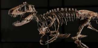 Nanotyrannus fossils nabili sa auction ng mahigit $47-M