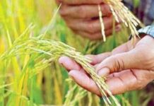Rice imports ng bansa, umabot na sa 4.07M MT sa gitna ng El Niño