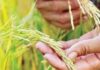 Pagtaas ng Rice Import ng bansa, Ikinabahala ng ilang pederasyon ng mga magsasaka