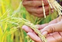 Pagtaas ng Rice Import ng bansa, Ikinabahala ng ilang pederasyon ng mga magsasaka