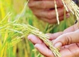 Pagtaas ng Rice Import ng bansa, Ikinabahala ng ilang pederasyon ng mga magsasaka
