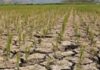 Pagbaba ng produksyon ng Palay, posibleng pumalo sa mahigit 1M Metric Tons sa huling quarter ng taon; DA Sec. Laurel, hinikayat na Mag-leave of Absence sa gitna ng mga kinakaharap nitong alegasyon