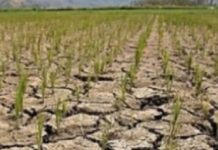 Pagbaba ng produksyon ng Palay, posibleng pumalo sa mahigit 1M Metric Tons sa huling quarter ng taon; DA Sec. Laurel, hinikayat na Mag-leave of Absence sa gitna ng mga kinakaharap nitong alegasyon