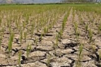 Pagbaba ng produksyon ng Palay, posibleng pumalo sa mahigit 1M Metric Tons sa huling quarter ng taon; DA Sec. Laurel, hinikayat na Mag-leave of Absence sa gitna ng mga kinakaharap nitong alegasyon
