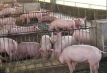 DA, iimbestigahan ang kontrobersyal na Pork Importation ng bansa